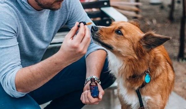 Les Bienfaits du CBD pour les animaux : chiens, chats et chevaux