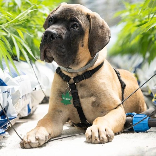 Quel dosage de CBD donner à son animal selon son poids et sa race ?