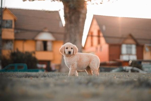 Où acheter des produits à base de CBD de qualité pour son animal de compagnie en France ?