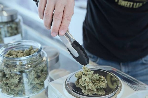Le CBD : une substance légale ou illégale en France et dans le monde ?